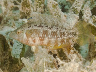 pteragogus cryptus